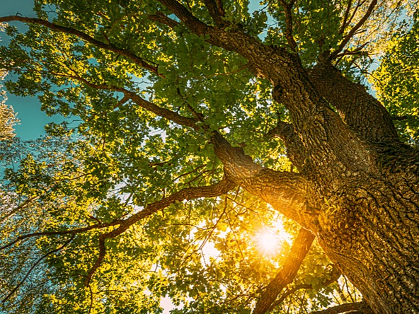 oak tree with sun shining through leaves
